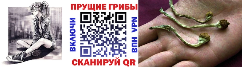 Псилоцибиновые грибы Psilocybine cubensis  как найти закладки  Николаевск 